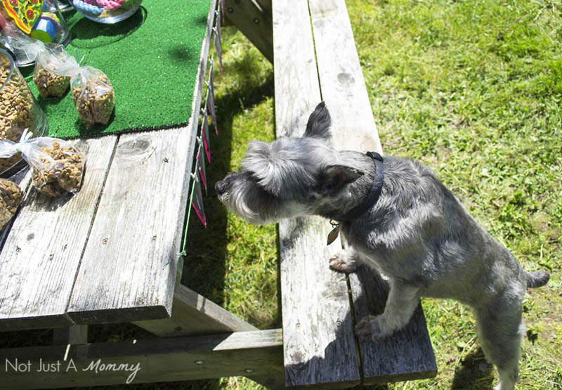 10 Tips For Hosting Your Dog's Barkday Party; Zeus checks out our table