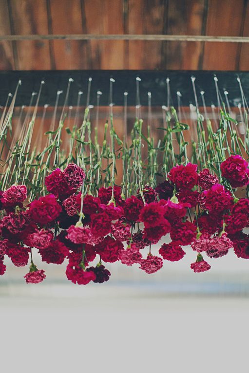 Thanksgiving in Cranberrry carnations