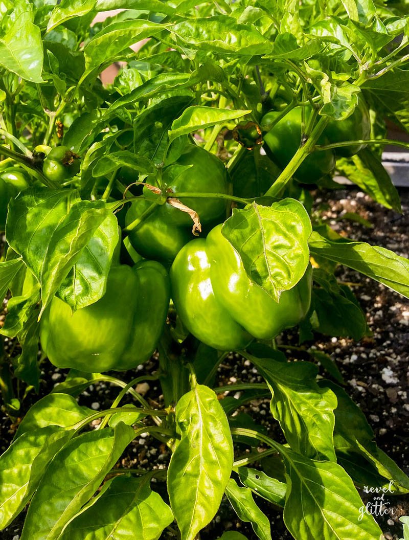 An Evening of Food, Wine and Learning with Eat Seattle; beautiful bell peppers in the urban garden